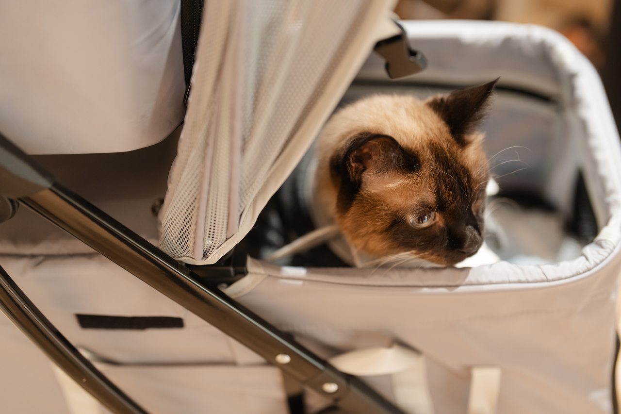 わんちゃん＆ねこちゃんも一緒に！素敵なファミリーウェディング